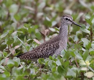 Wood Sandpiper